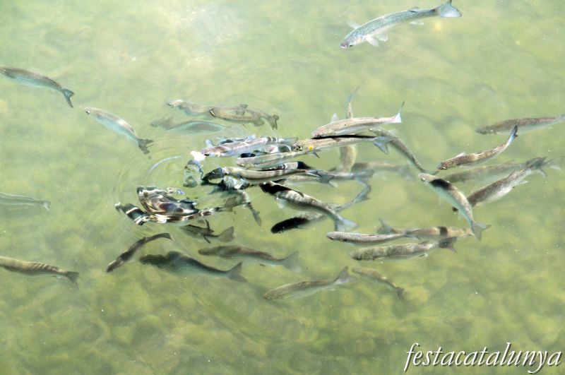 Arenys de Mar - Port d’Arenys