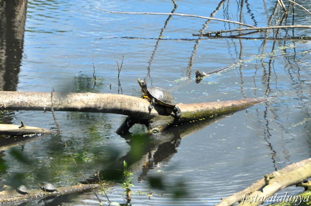 Estany de can Raba i roureda de Tordera