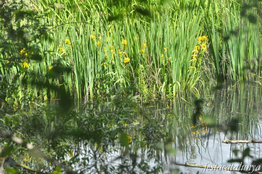 Tordera - Estany de can Raba
