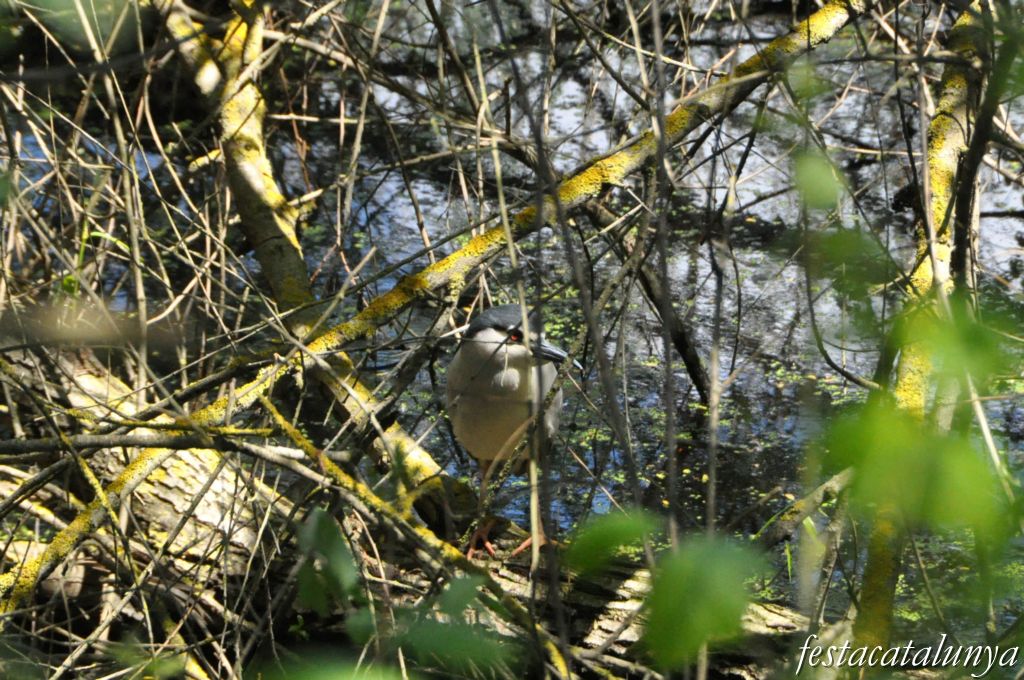 Tordera - Estany de can Raba