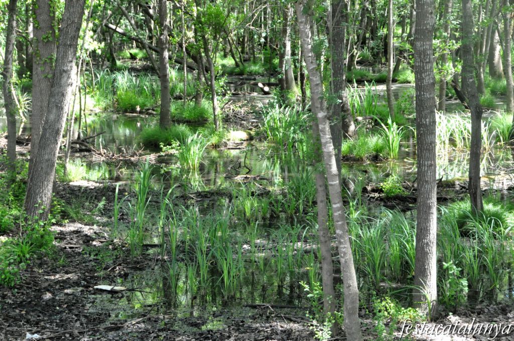 Tordera - Roureda de Tordera