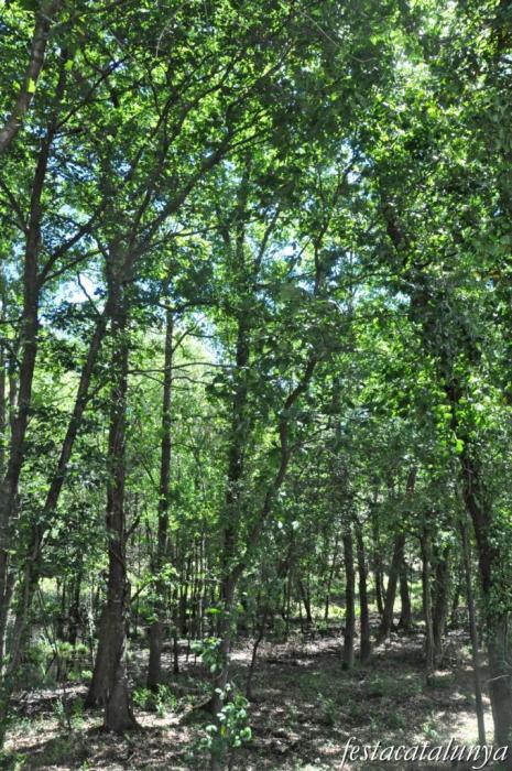 Tordera - Roureda de Tordera
