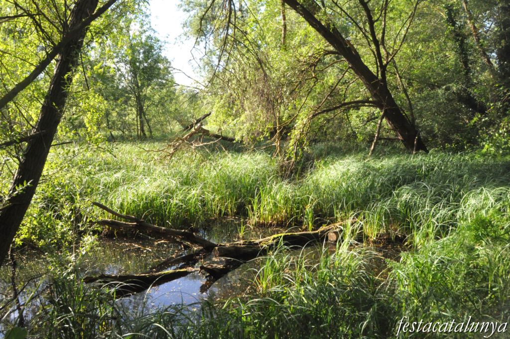 Tordera - Estany de can Torrents