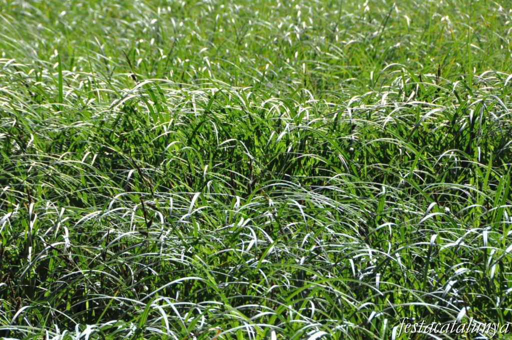 Tordera - Estany de can Torrent