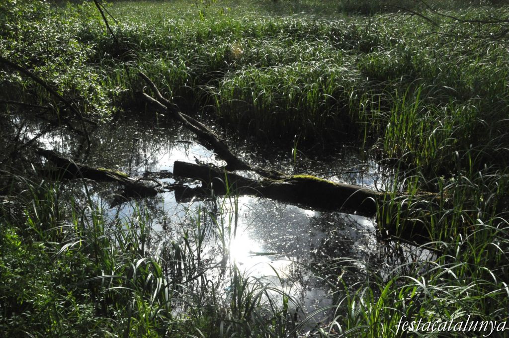 Estany de can Torrents