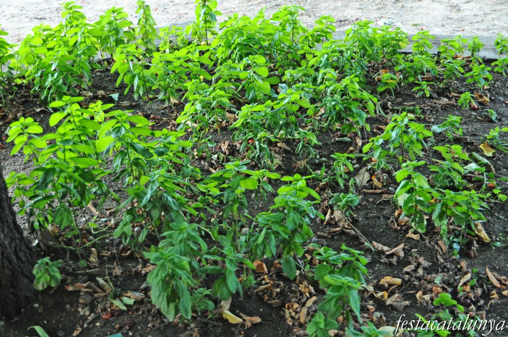 Bellver de Cerdanya - Nucli antic (Jardí de plantes medicinals de ca les Monges)
