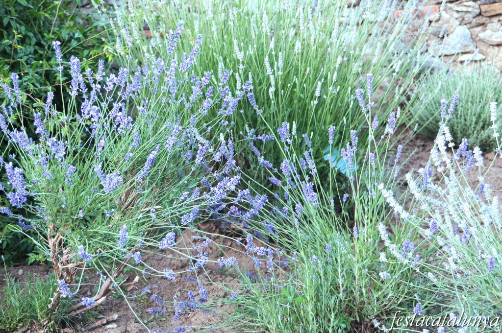 Bellver de Cerdanya - Nucli antic (Jardí de plantes medicinals de ca les Monges)