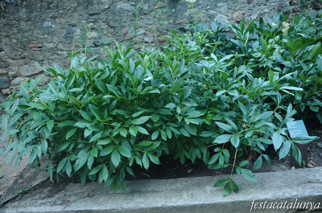 Bellver de Cerdanya - Nucli antic (Jardí de plantes medicinals de ca les Monges)