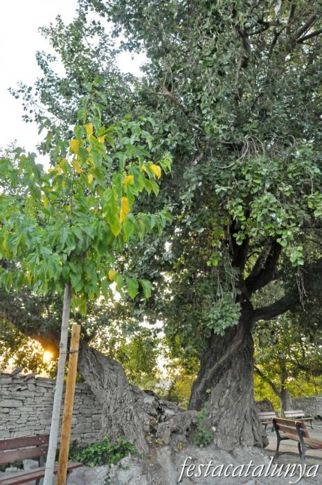 Ribera d’Ondara - Pollancre monumental als Hostalets