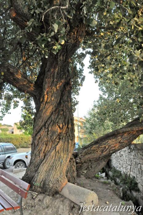 Ribera d’Ondara - Pollancre monumental als Hostalets