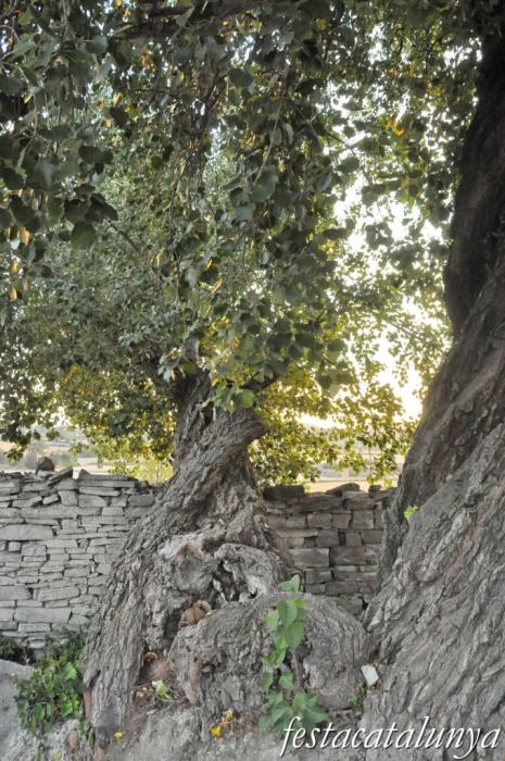 Ribera d’Ondara - Pollancre monumental als Hostalets