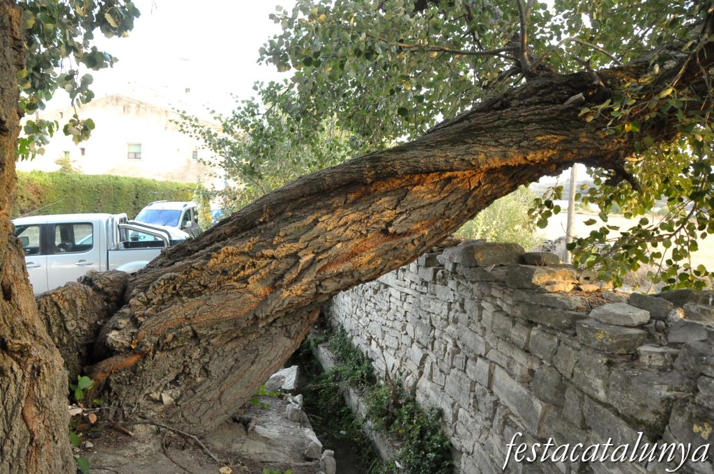 Ribera d’Ondara - Pollancre monumental als Hostalets