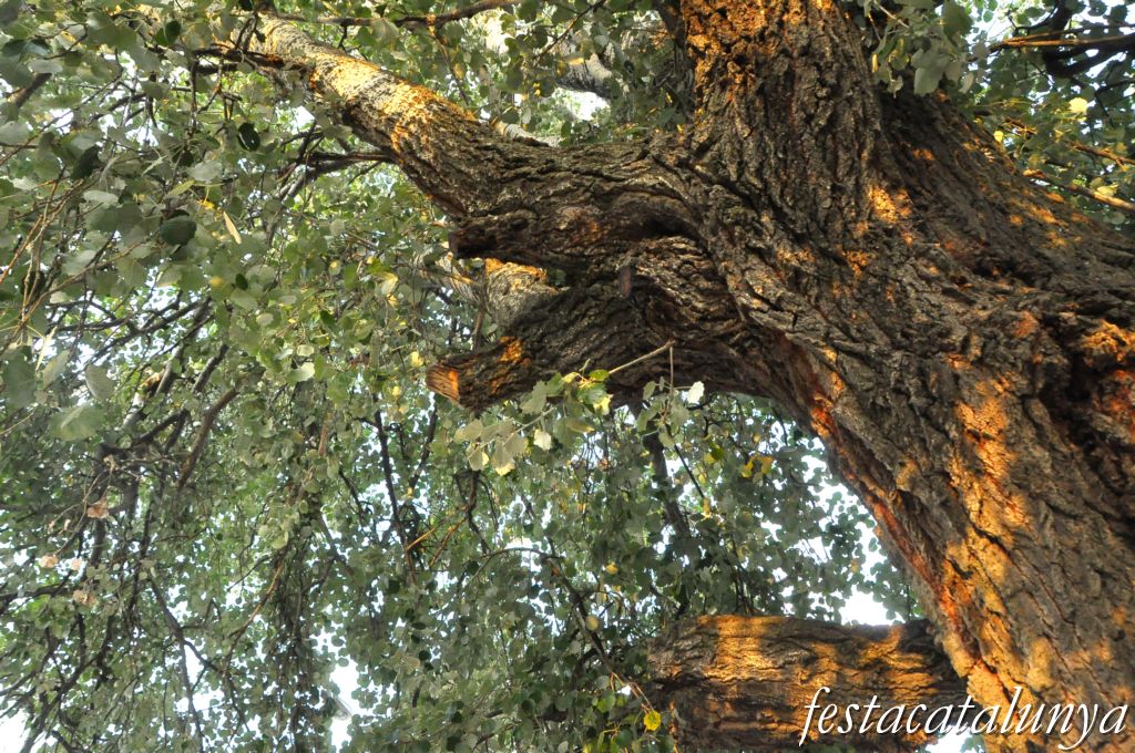 Pollancre monumental dels Hostalets