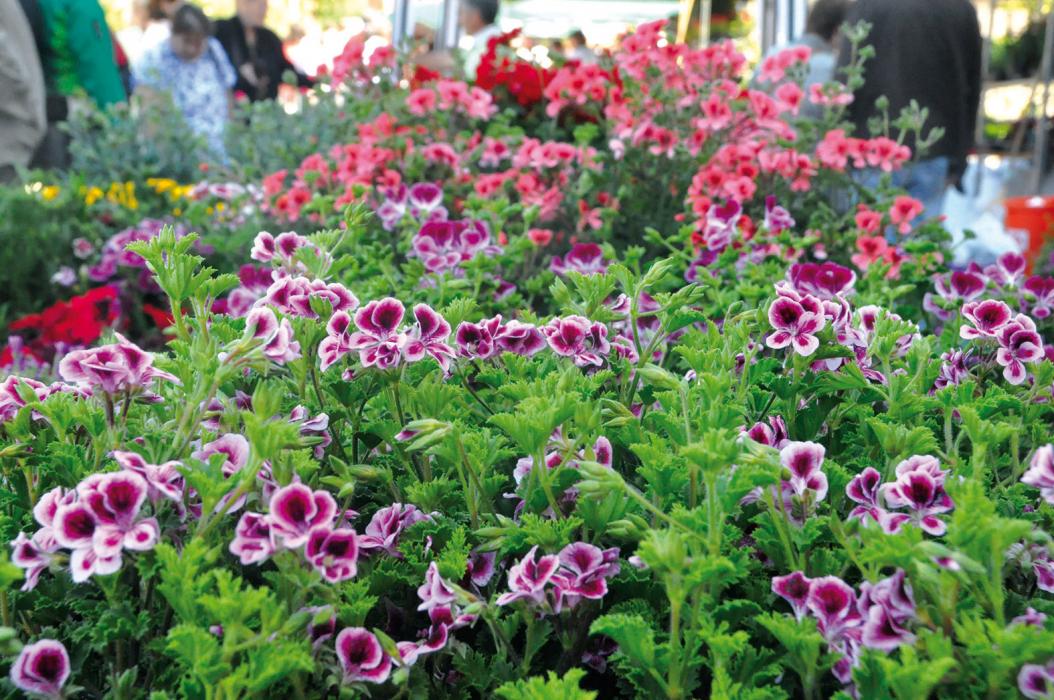 Fira Verd de Carme, la fira de floristeria, jardineria i complements