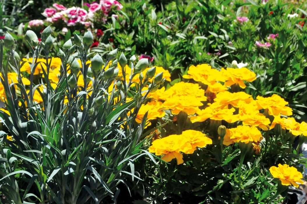 Fira Verd de Carme, la fira de floristeria, jardineria i complements