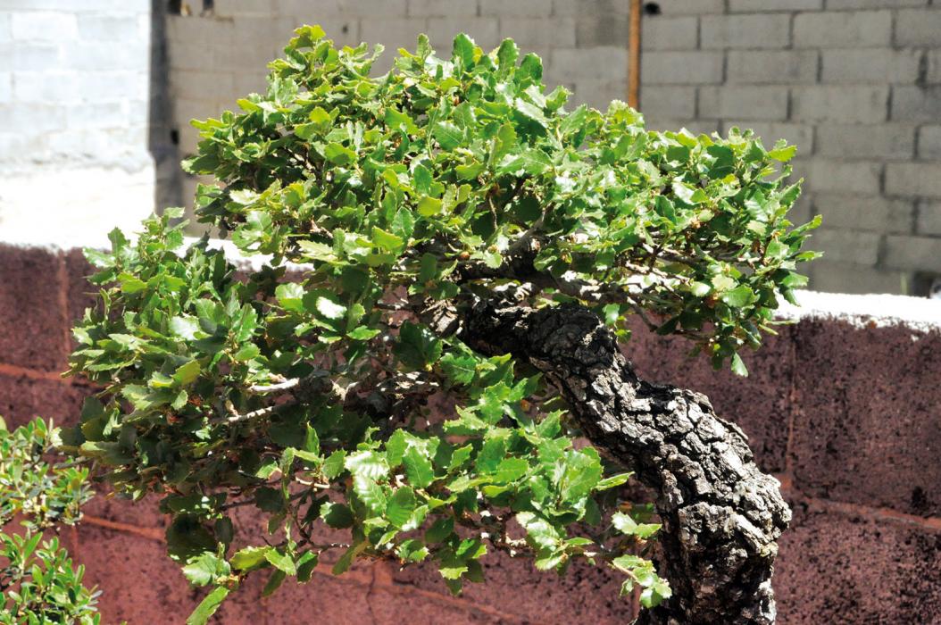 Fira Verd de Carme, la fira de floristeria, jardineria i complements