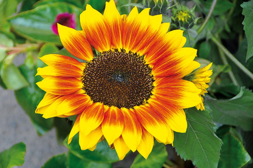 Fira Verd de Carme, la fira de floristeria, jardineria i complements