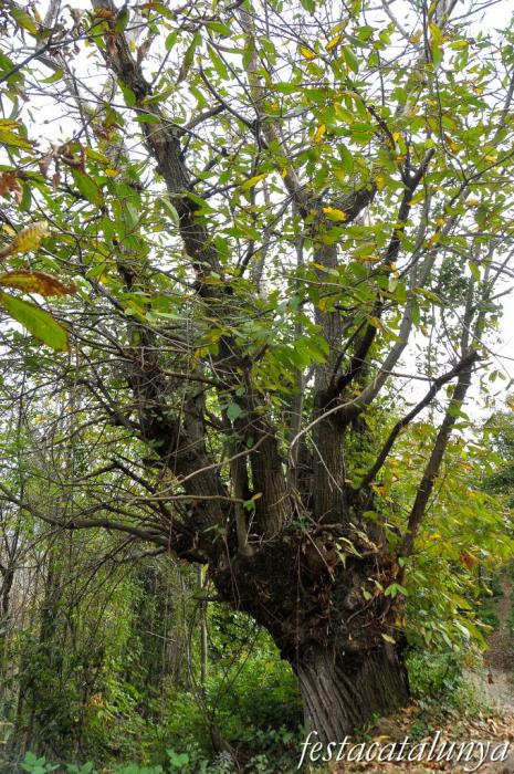 Sant Pere de Vilamajor - El Castanyer del Terrer
