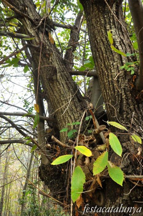 Sant Pere de Vilamajor - El Castanyer del Terrer