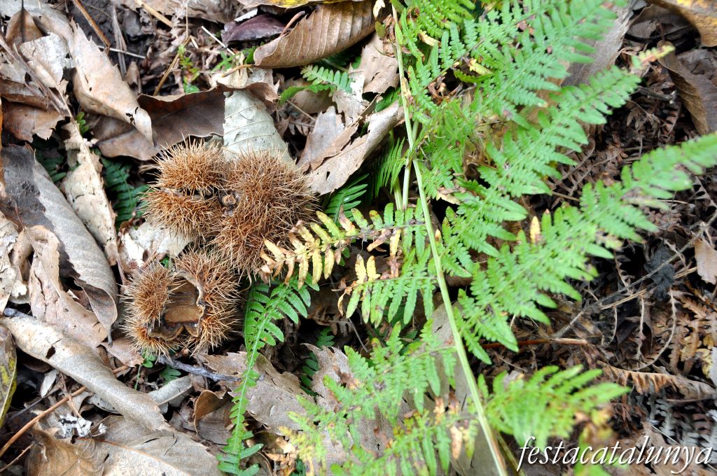 Sant Pere de Vilamajor - El Castanyer del Terrer