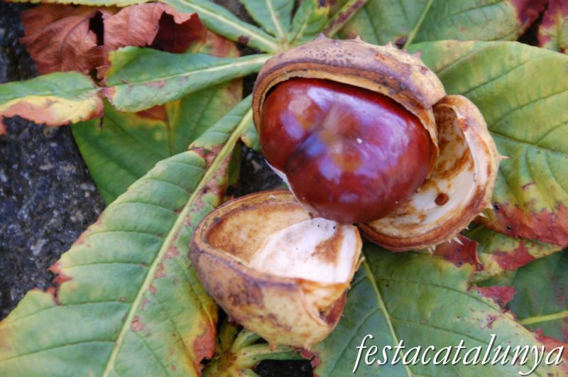 Sant Pere de Vilamajor - El Castanyer del Terrer