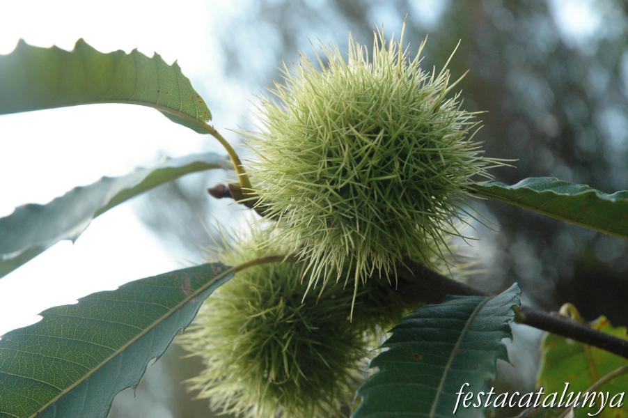 El Castanyer del Terrer a Sant Pere de Vilamajor ***