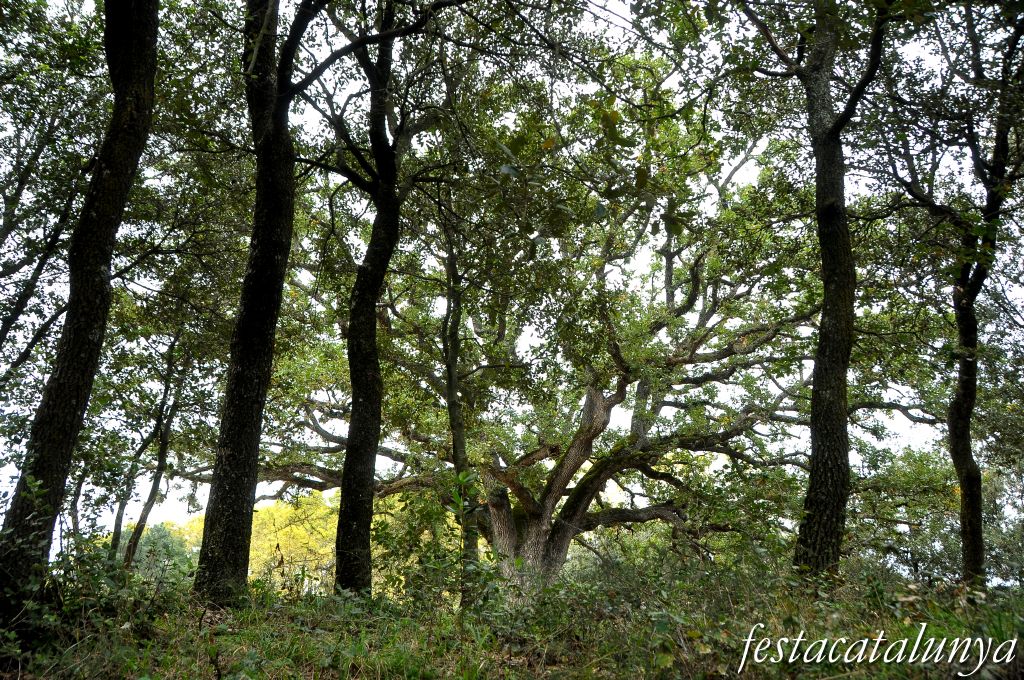 Sant Pere de Vilamajor - El Roure Gros