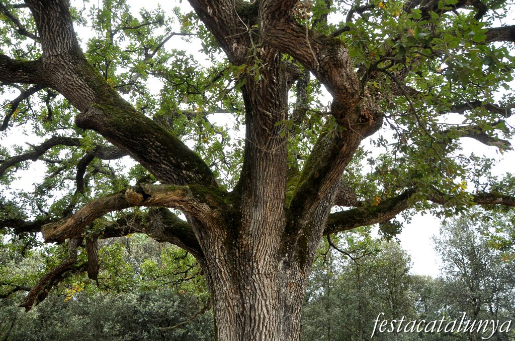 Sant Pere de Vilamajor - El Roure Gros