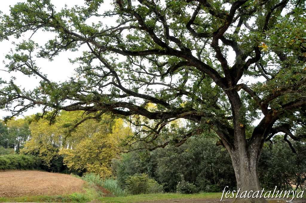 Sant Pere de Vilamajor - El Roure Gros