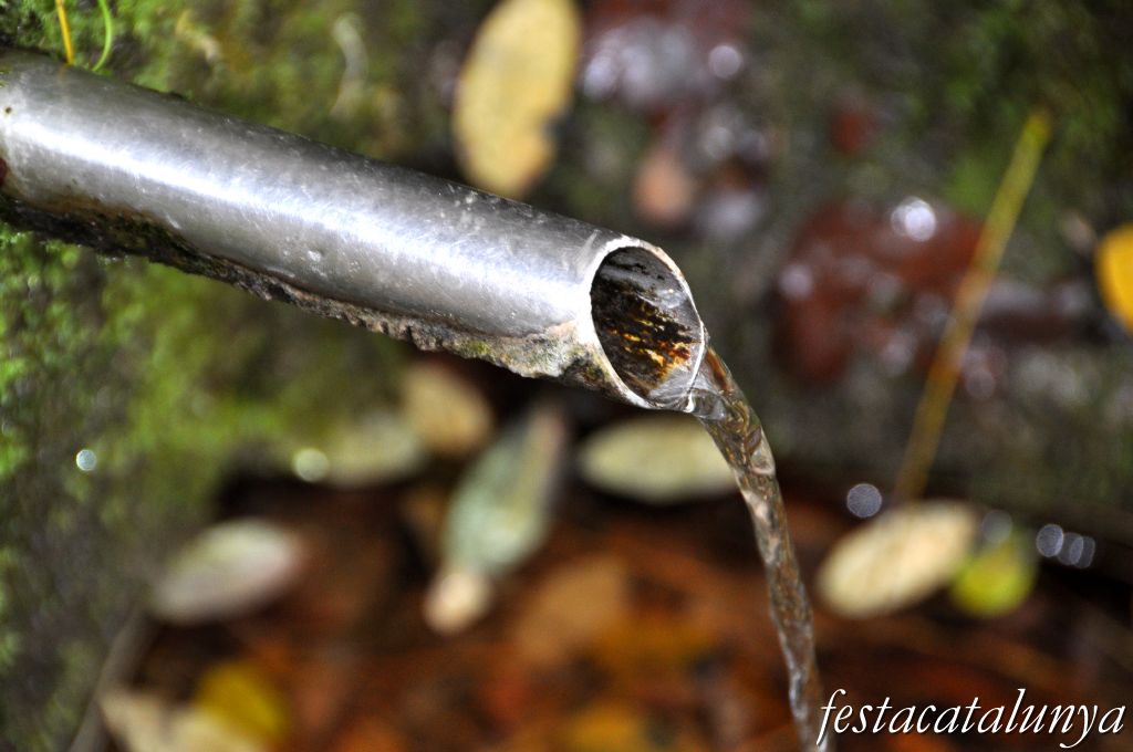 El Roure Gros de Sant Pere de Vilamajor ***