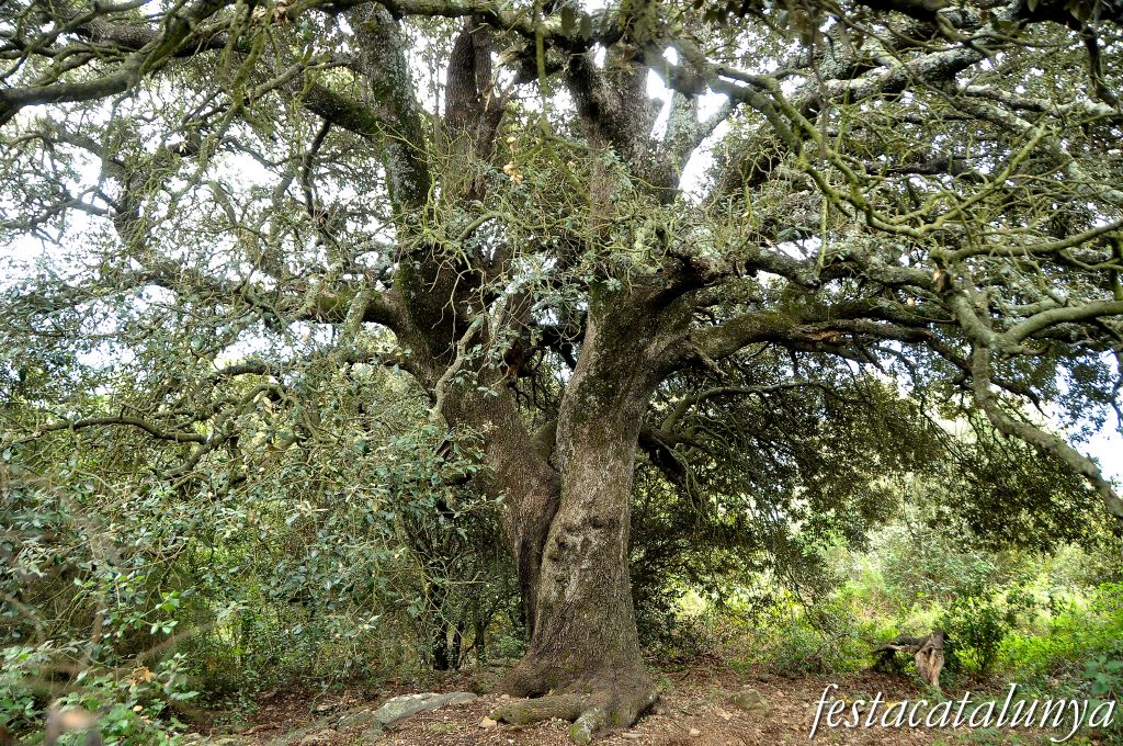 Sant Pere de Vilamajor - L’Alzina rodona