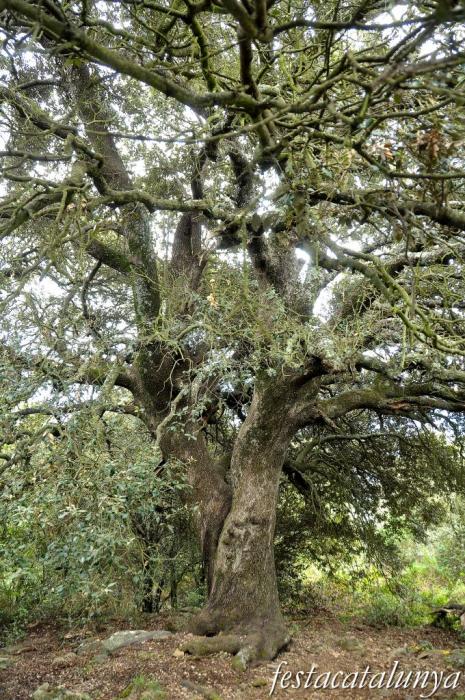Sant Pere de Vilamajor - L’Alzina rodona
