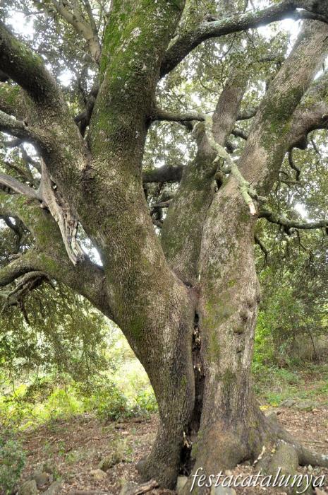 Sant Pere de Vilamajor - L’Alzina rodona