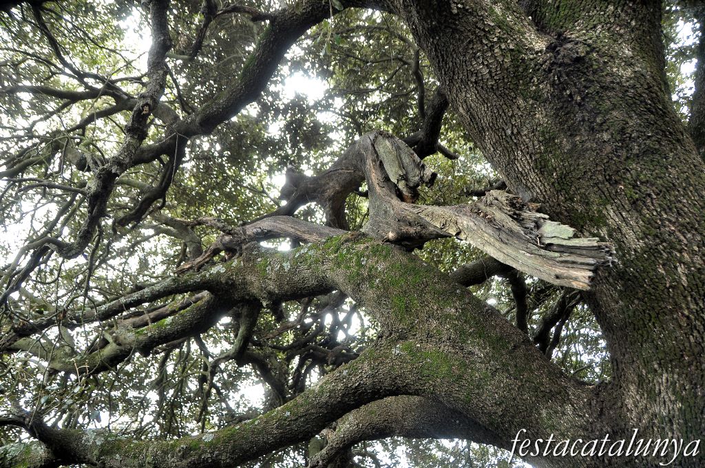 L'alzina rodona de Sant Pere de Vilamajor ***