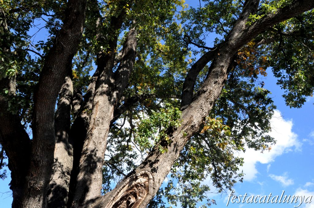 Llinars del Vallès - Can Colomer (Roure monumental)