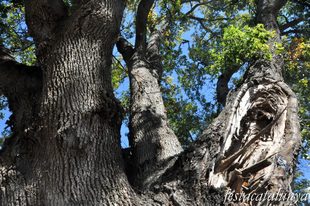 Llinars del Vallès - Can Colomer (Roure monumental)