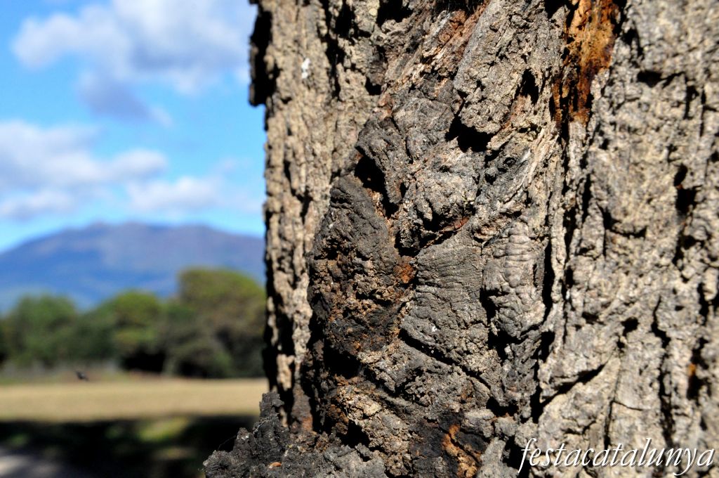 Llinars del Vallès - Can Colomer (Roure monumental)