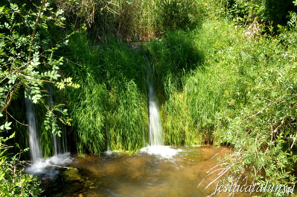 Gorgs i pèlecs a la Riera de Carme ***