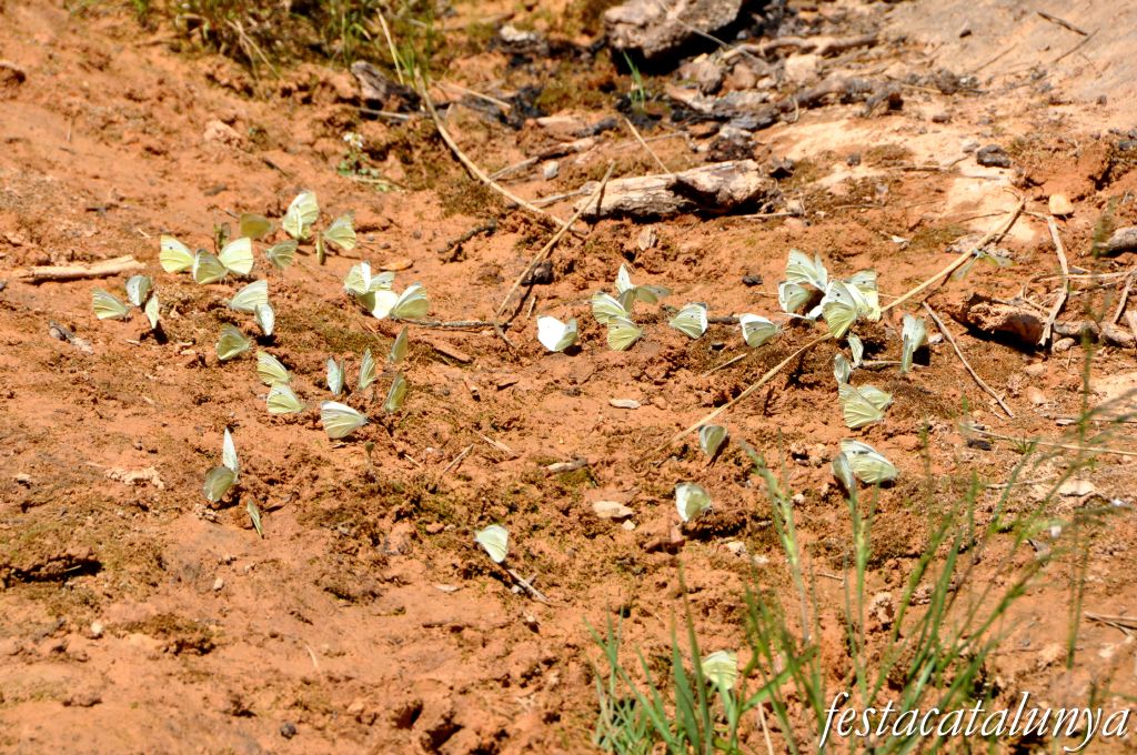 Orpí - Gorgs i pèlecs a la Riera de Carme