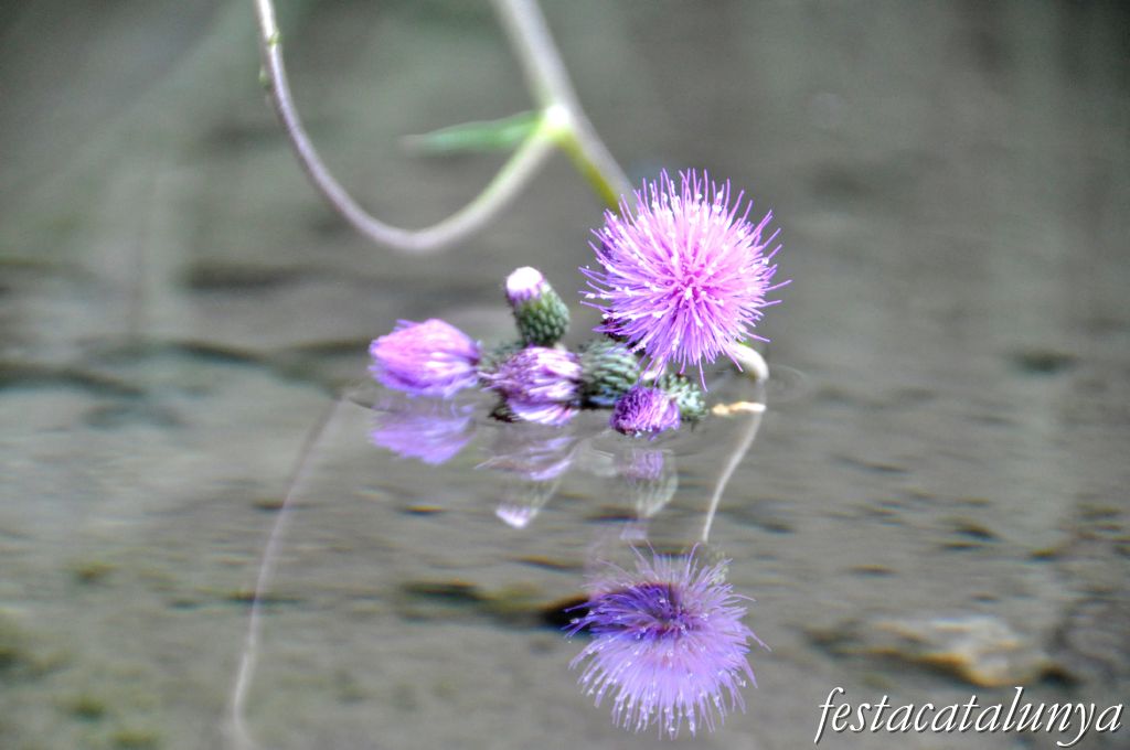 Bigues i Riells - L'Aigua gota a gota (Sant Miquel del Fai)