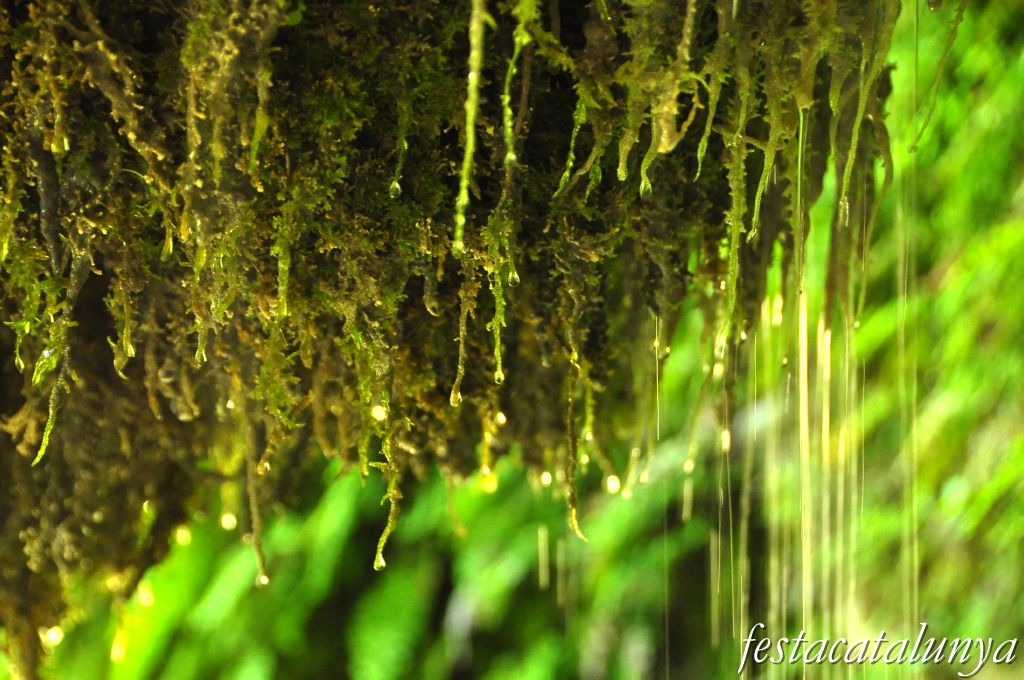 Bigues i Riells - L'Aigua gota a gota (Sant Miquel del Fai)