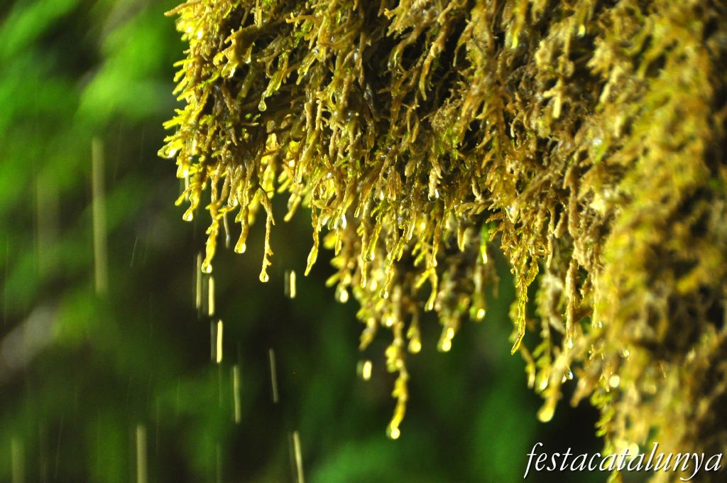 Bigues i Riells - L'Aigua gota a gota (Sant Miquel del Fai)