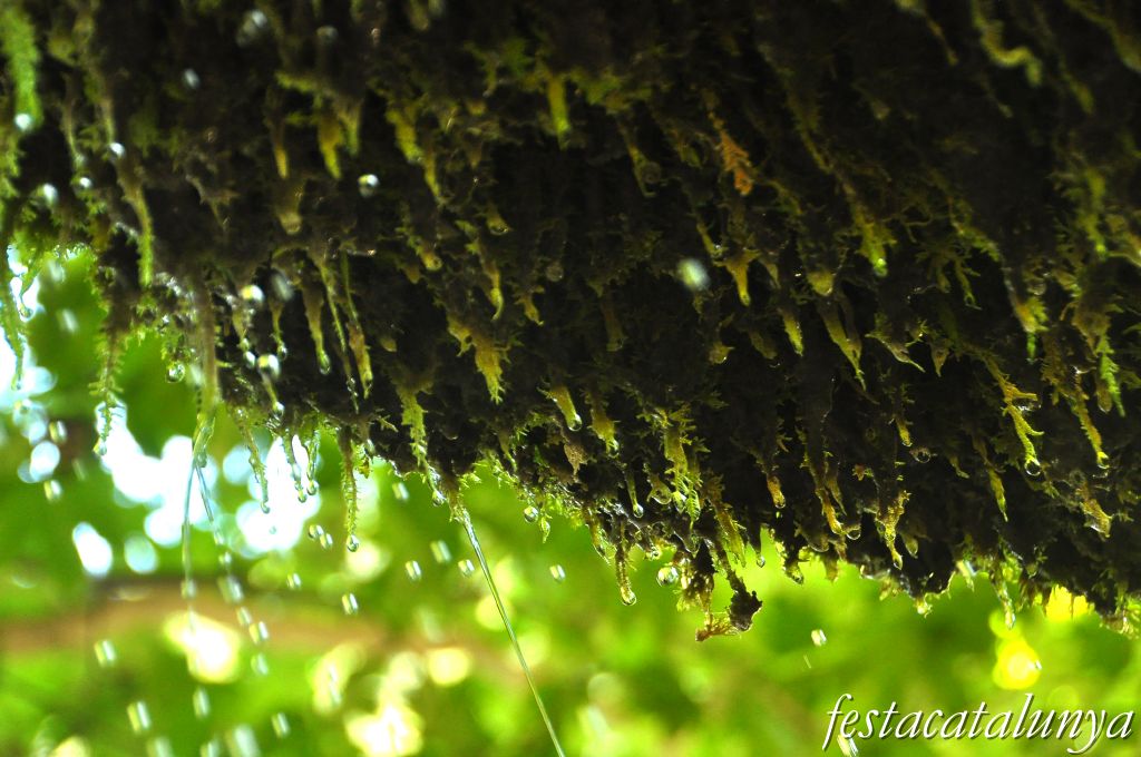 Bigues i Riells - L'Aigua gota a gota (Sant Miquel del Fai)