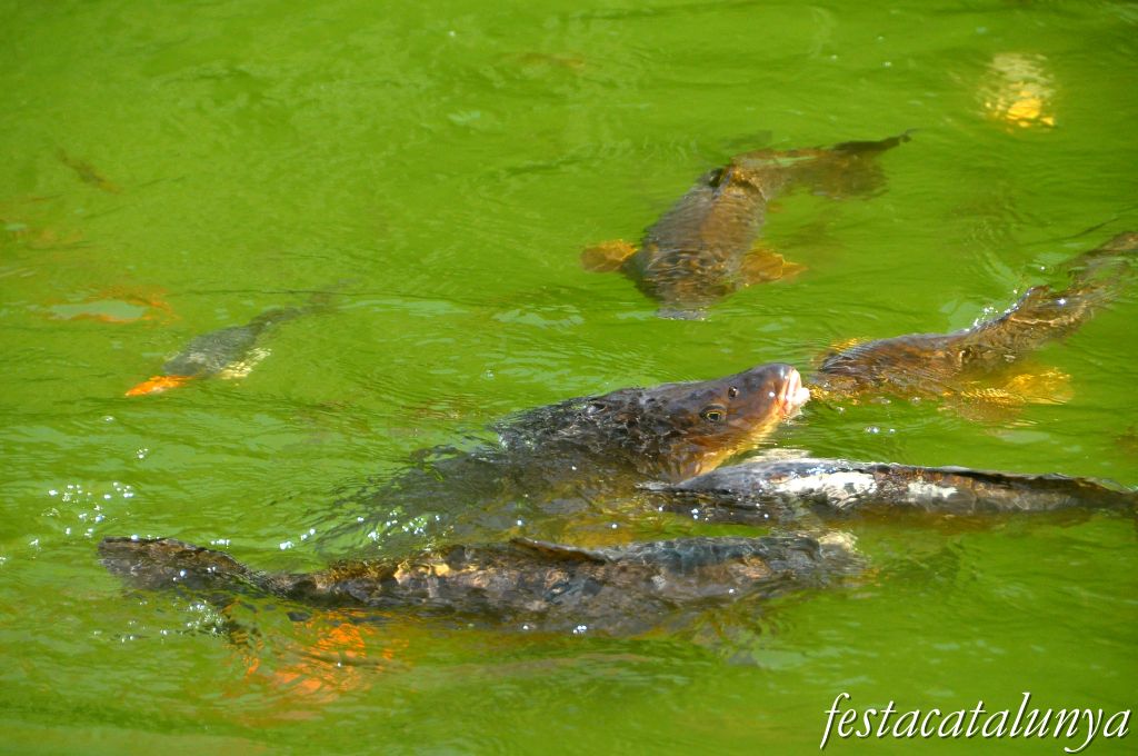 Bigues i Riells - L'Estany de l'Abadia (Sant Miquel del Fai)