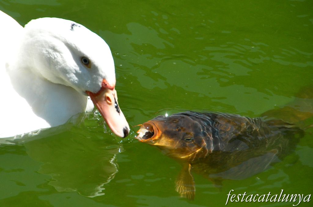 L'Estany de l'Abadia de Sant Miquel del Fai ***