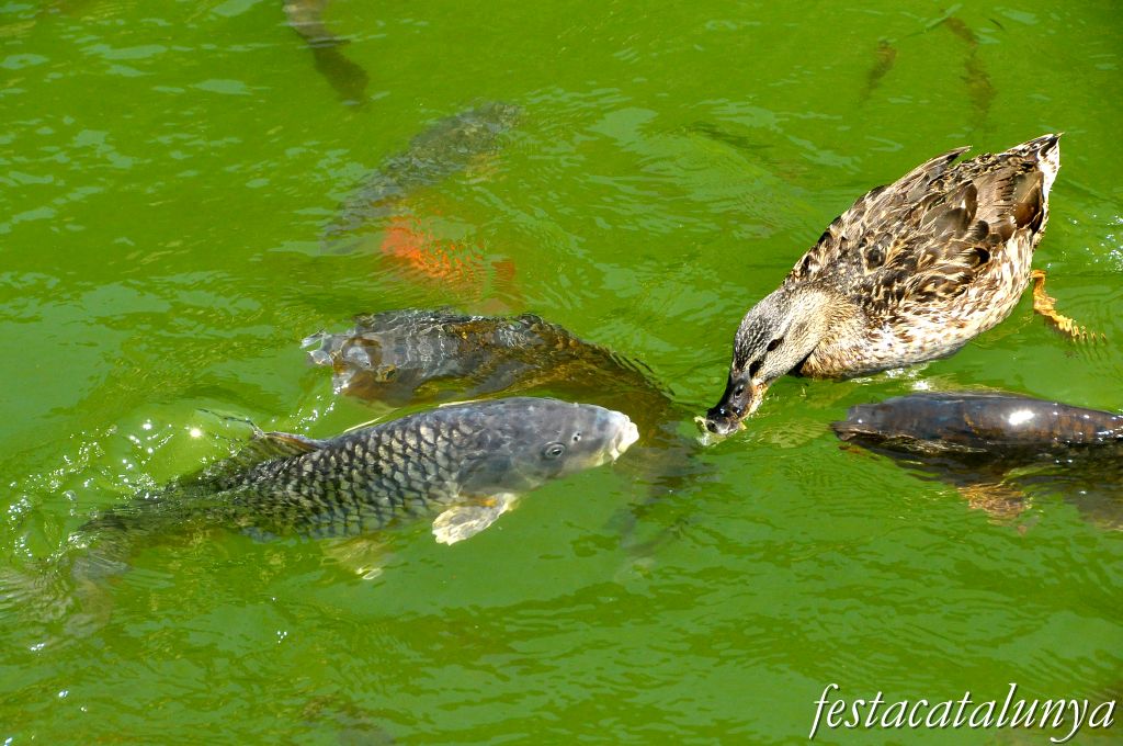 Bigues i Riells - L'Estany de l'Abadia (Sant Miquel del Fai)
