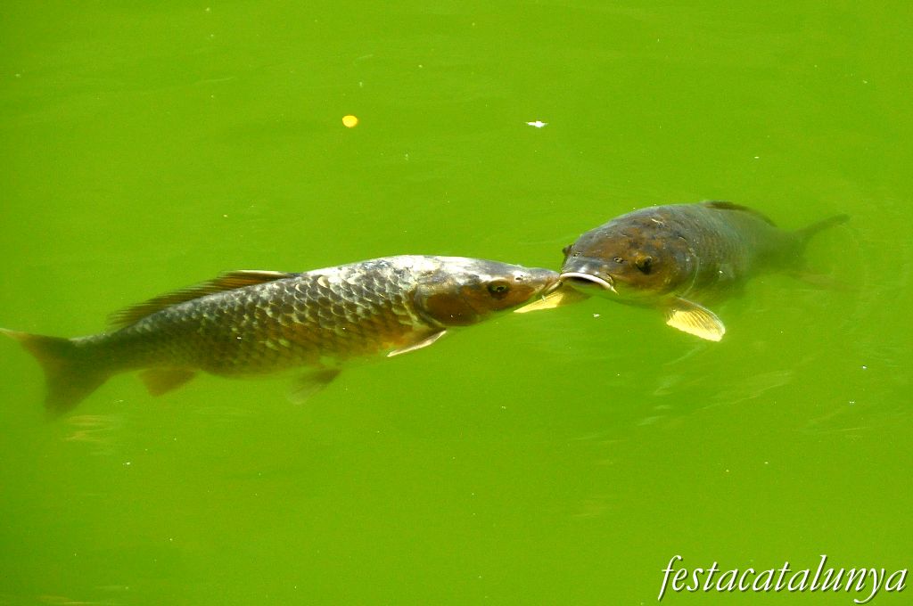 Bigues i Riells - L'Estany de l'Abadia (Sant Miquel del Fai)