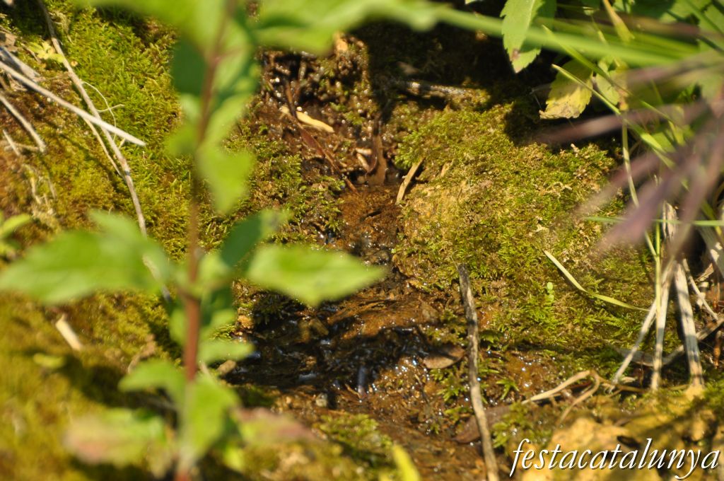 Aiguafreda - Sant Martí del Congost, Mines d'aigua