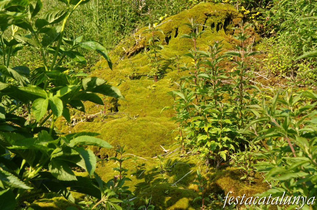 Aiguafreda - Sant Martí del Congost, Mines d'aigua