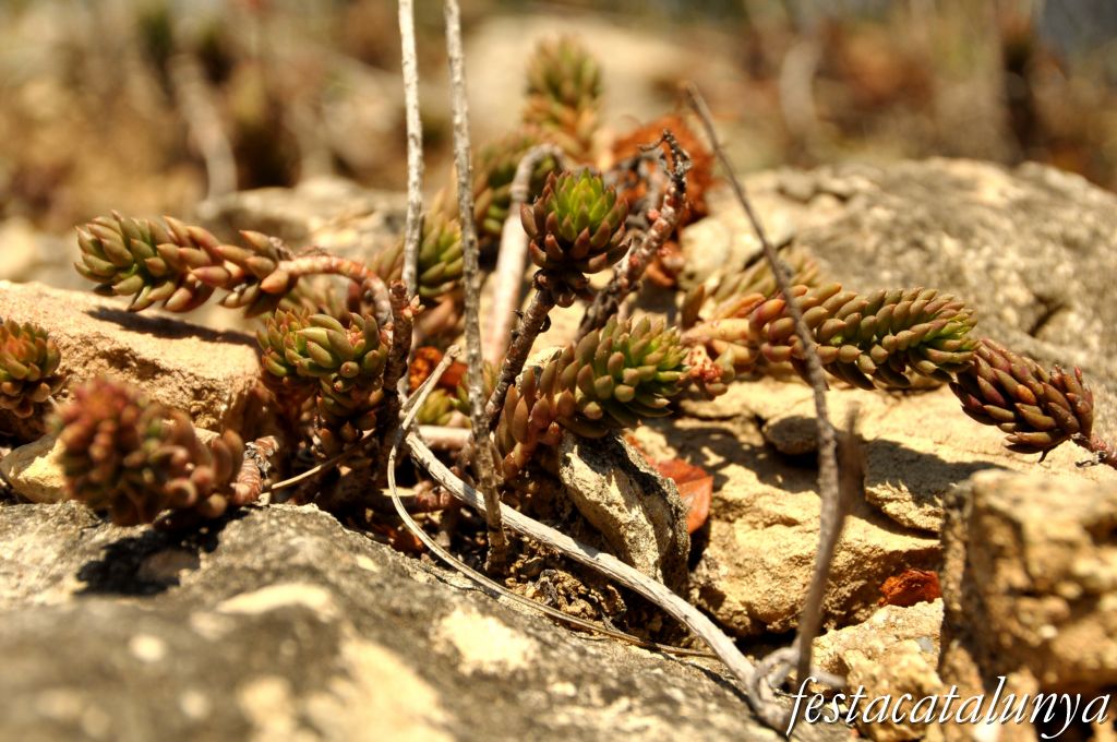 Castellolí - Barraques de pedra seca - Barraca de la Vinya del Simonet